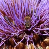 Bienen