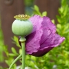 Schlafmohn