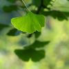 Ginkgo
