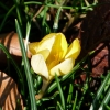 Krokus