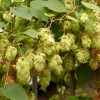 Hopfen