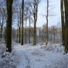 Unser Wald