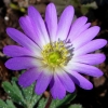 Anemone