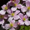 Clematis