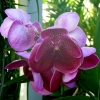 Orchidee