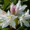 Rhododendron