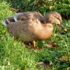Ente