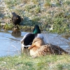 Enten und Amsel