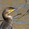 Kormoran