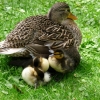 Ente mit Nachwuchs