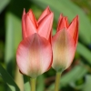 Tulpen