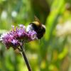 Hummel