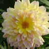 Dahlie