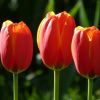 Tulpen