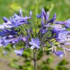 Zierlilien