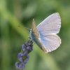 Bläuling