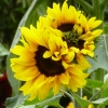 Sonnenblumen
