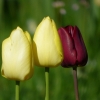 Tulpen