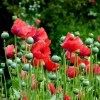 Klatschmohn