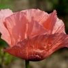Mohn