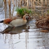 Nilgans