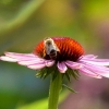 Echinacea mit Biene