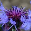 Kornblume