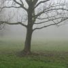 Baum im Nebel