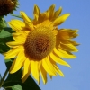 Sonnenblume