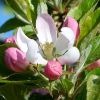 Apfelbaumblüte