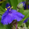 Tradescantia