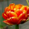 Tulpe