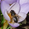 Krokus m. Biene