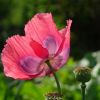 Mohnblüte