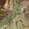 Bienen