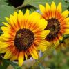 Sonnenblumen