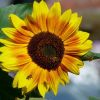 Sonnenblume und Bienen