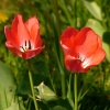 Tulpen