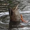 Köpfchen in das Wasser ...