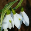 Schneeglöckchen