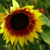 Sonnenblume