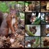 Eichhörnchen Collage