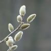 Knospen von einer Sternmagnolie