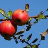 Äpfel