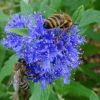 Bienen