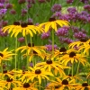 Rudbeckia