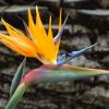 Paradiesvogelblume
