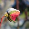 Rose im Dezember