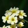 Blüten