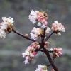 Januarblüten